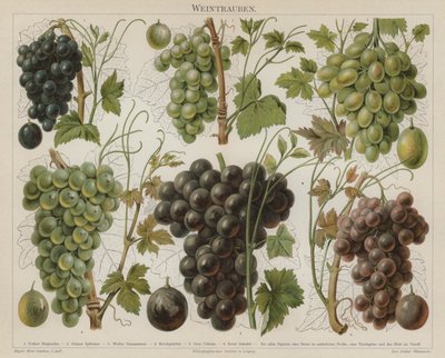 Uvas de German School